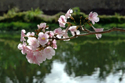 Pink Poui