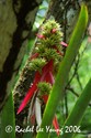 Wild Pine