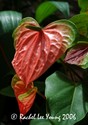 Bicolour Anthurium