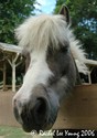 Little pony