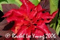 Scarlet Rosette
