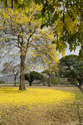 Yellow poui on the Savannah
