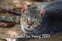 Green Eyed Cat