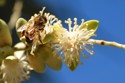 Bee on a Palm Flower