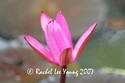 Pink Waterlilly