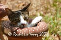 Potted Kitten