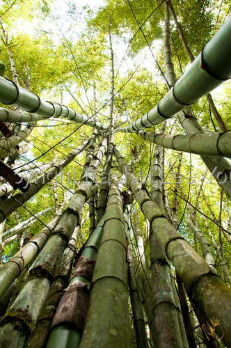 Bamboo II