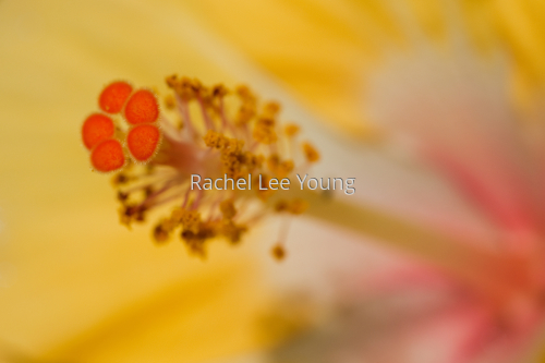 Heart of the hibsicus