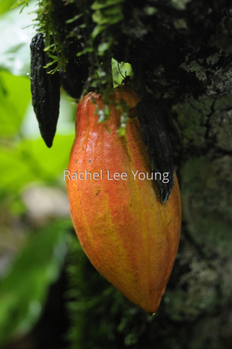 Cocoa pod
