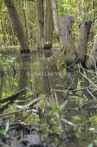 Mangrove Reflections
