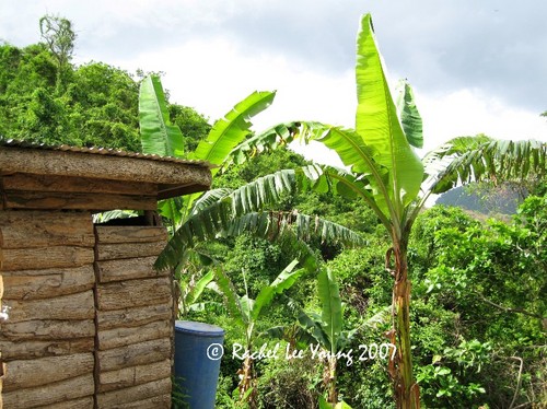Little Hut with Bananas