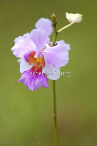 Orchid on green