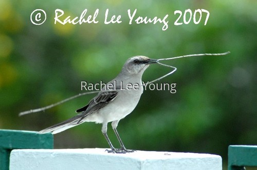 Tropical Mockingbird