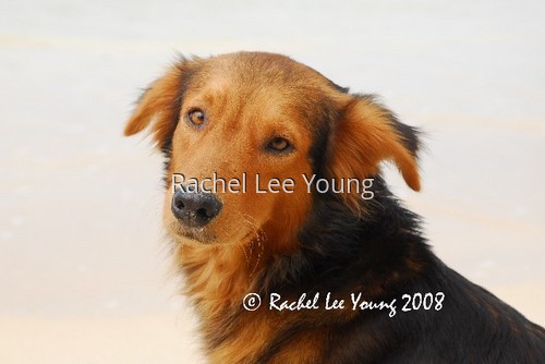 Dog on a beach