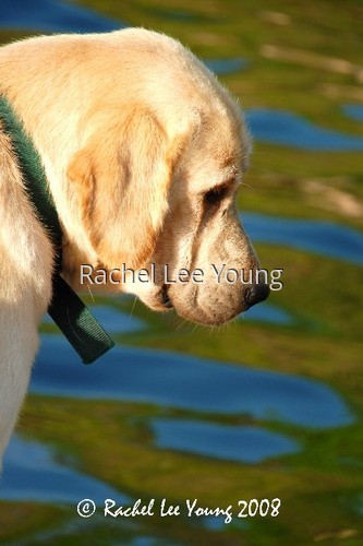 Labrador by the Water