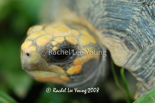 South American Yellow footed tortoise