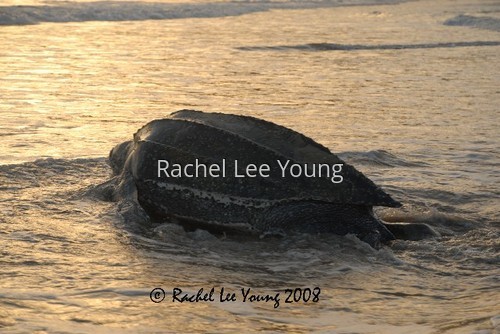 Leatherback returning to the sea