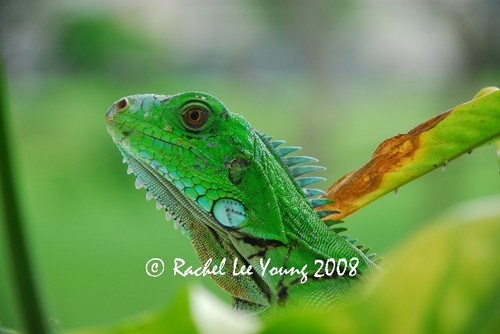 Iguana
