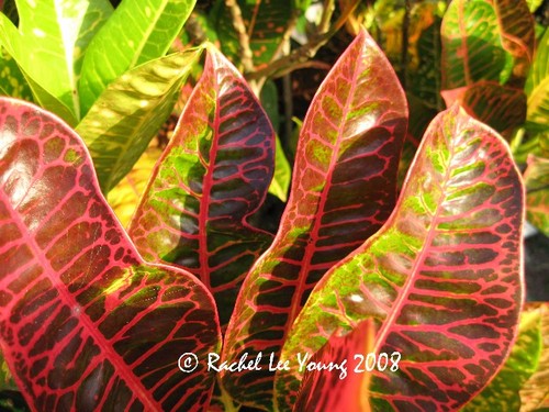 Crotons 1