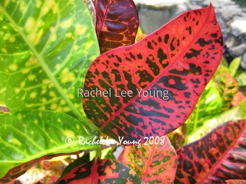 Crotons 2
