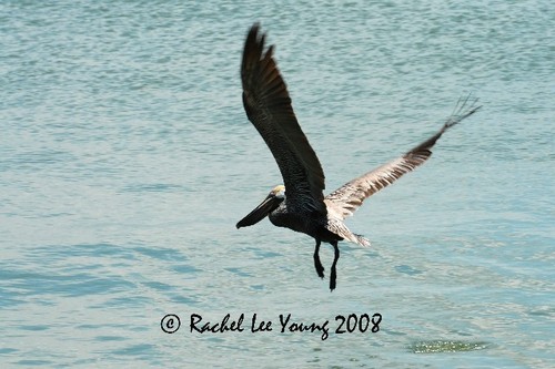 Pelican on the wing