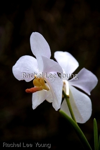 White orchid on black