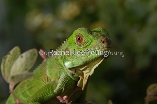 Baby Iguana 1