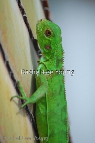 Baby Iguana 2