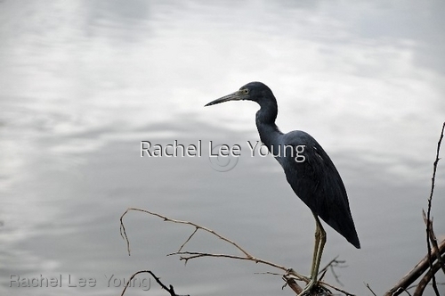 Grey Heron