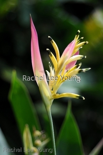 Heliconia Princess Di