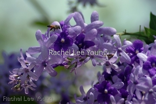Petrea and Bee