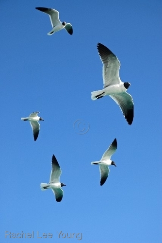 Flying High