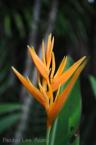 Orange Heliconia