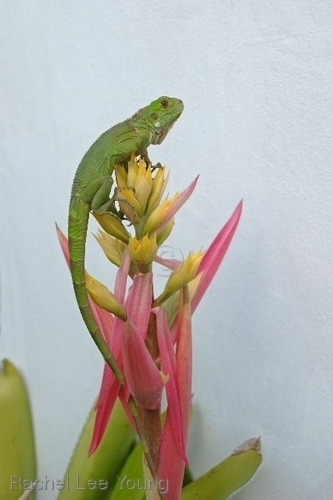 Iguana on Wild Pine