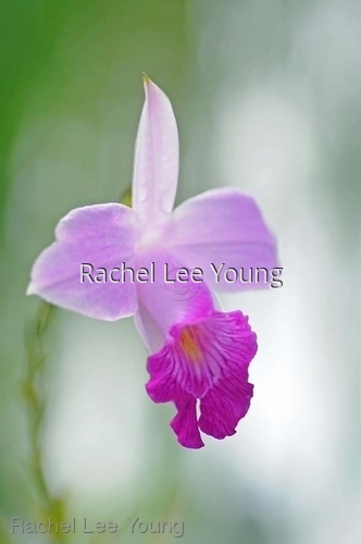 Bamboo Orchid 3