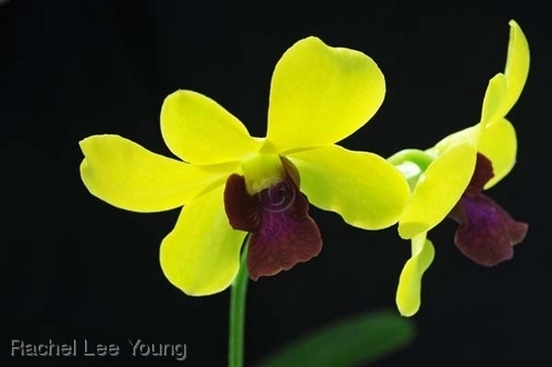 Green Dendrobium