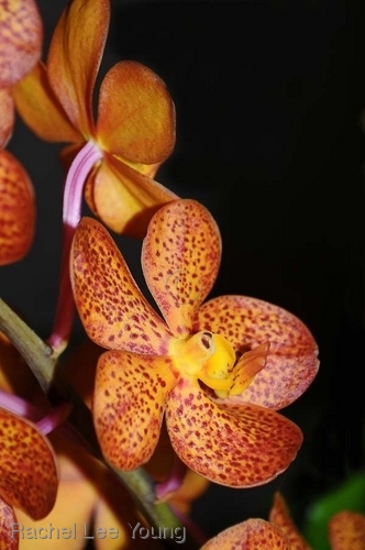 Orange Phalaenopsis