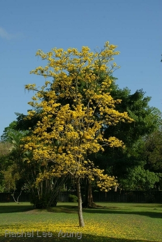 Yellow Poui on the Savannah