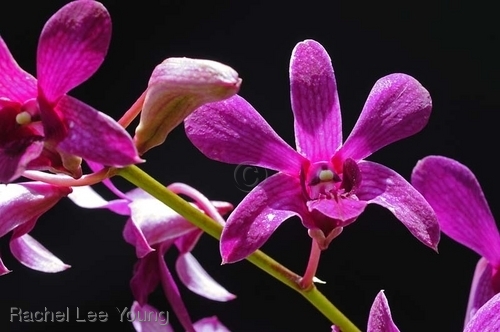 Purple Dendrobium