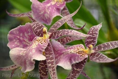 Spotted Orchid