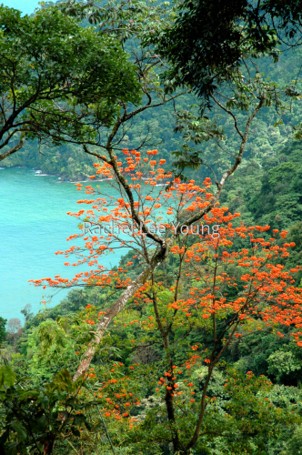 Immortel on the North Coast