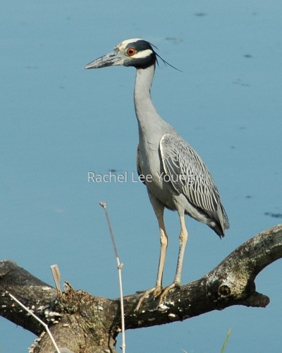 Heron