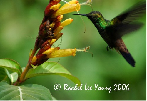 Copper Rumped Hummingbird sips Sanchezia