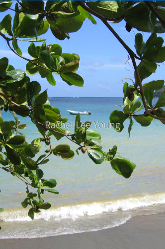 View from a Tree