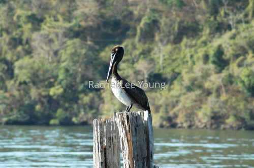 Pelican in Turtle Bay