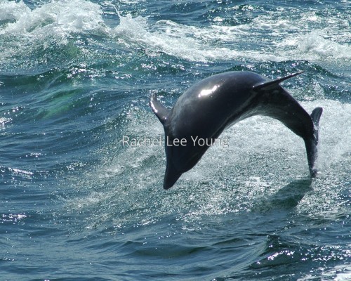 Flipper