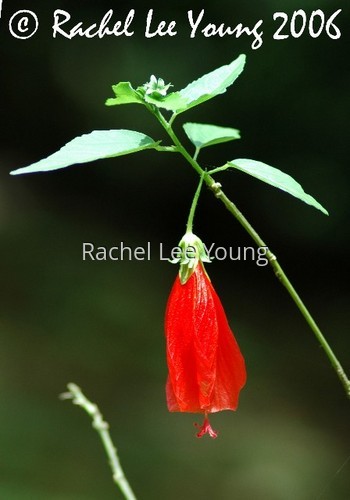 Wax Mallow