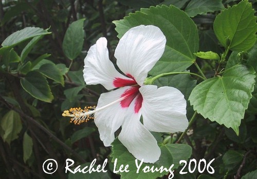 White Hibiscus