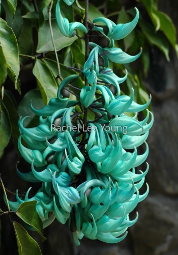Jade Vine