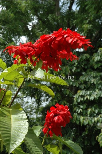 Chaconia